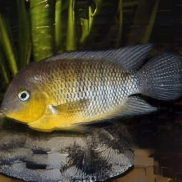 BLUE EYED CICHLID 7-10CM