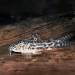 ASPIDORAS SPILOTUS C125 3CM