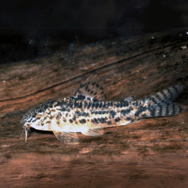 ASPIDORAS SPILOTUS C125 3CM