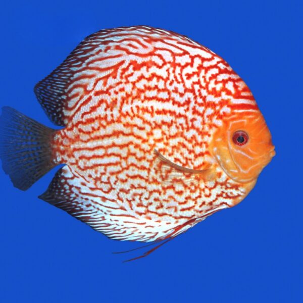 ASSORTED DISCUS 9CM