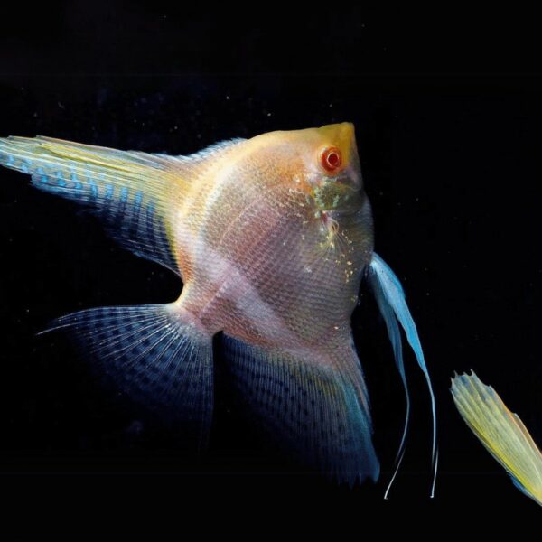 ALBINO DANTUM ANGELFISH 7-8CM