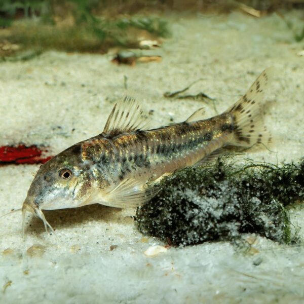 ASPIDORAS ROCHAI 4CM