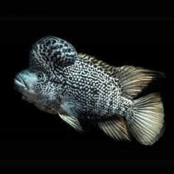 BLACK NASTY CICHLIDS 4-6CM (RARE)