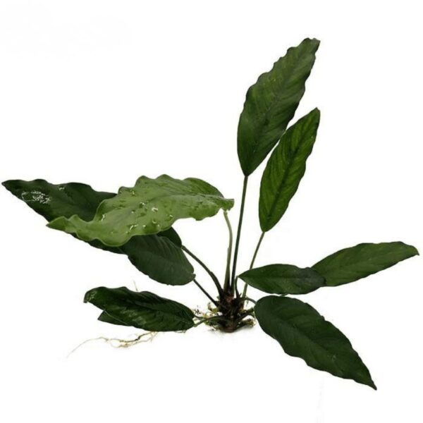 ANUBIAS AFZELLI WAVY LOOSE 150105