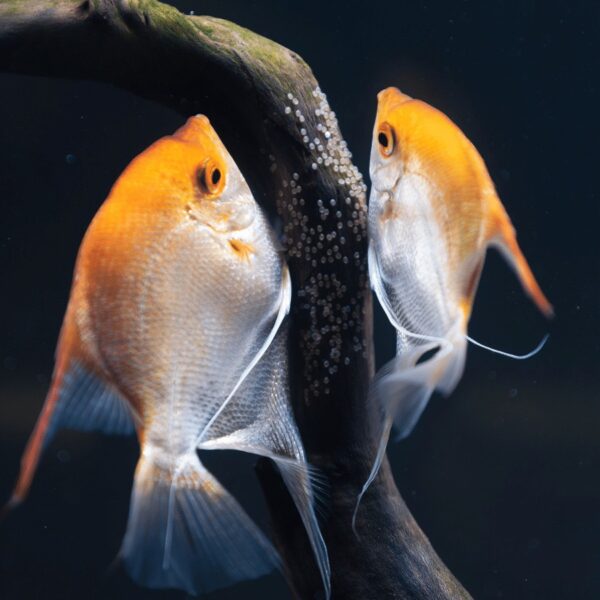 ASSORTED ANGELFISH 4CM