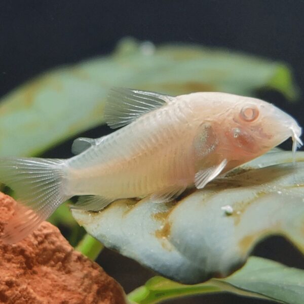 ALBINO CORYDORAS 3CM
