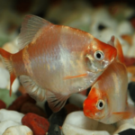 ALBINO TIGER BARB 2-3CM