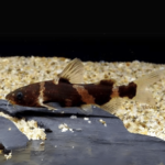 ASIAN BUMBLEBEE CATFISH 5-6CM