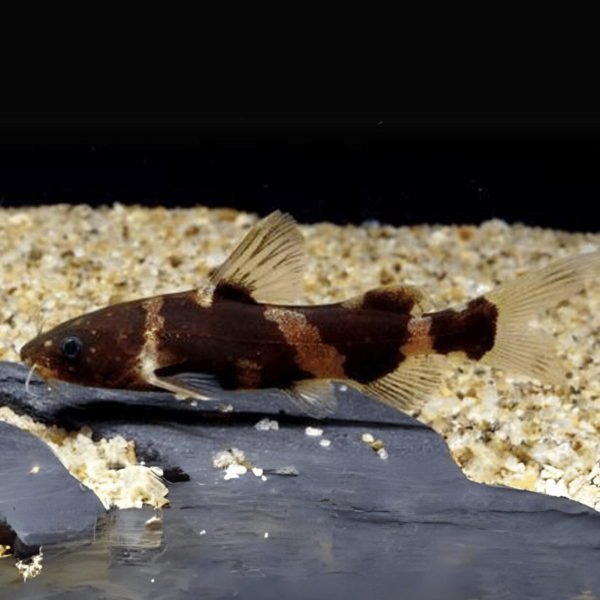 ASIAN BUMBLEBEE CATFISH 5-6CM