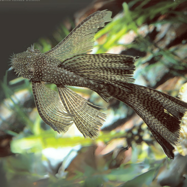 ASSORTED MIXED LONGFIN BRISTLENOSE CATFISH 5CM
