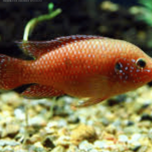 AFRICAN RED JEWEL CICHLID
