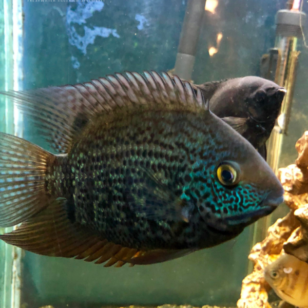 BLUE SEVERUM 4-5CM