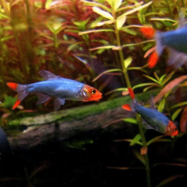 BURMESE RUMMY NOSE RASBORA 3CM (instore only)