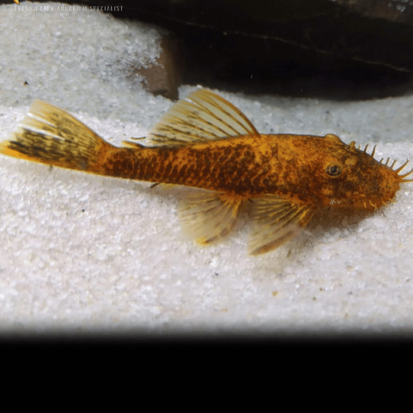 CALICO BRISTLENOSE CATFISH 4CM