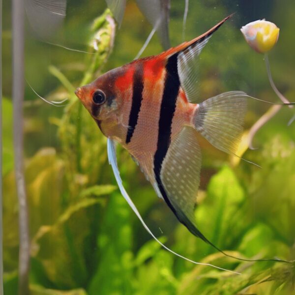 RED SHOULDER MANACAPURU ANGELFISH 4.5CM (JUVIE COLOUR)