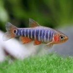 EMERALD TIGER RASBORA 2CM