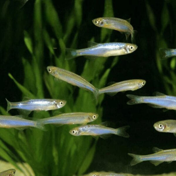 BLUE PEARL DANIO 3CM