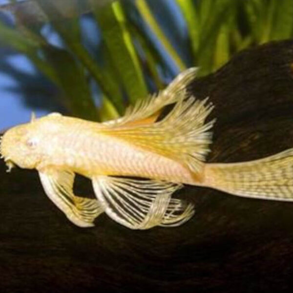 ALBINO LONGFIN BRISTLENOSE CATFISH 7-8CM