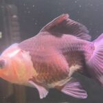 A GRADE THAI PANDA ORANDA