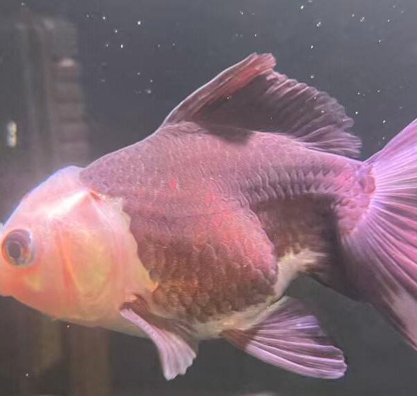 A GRADE THAI PANDA ORANDA