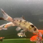 ASSORTED KOI FISH