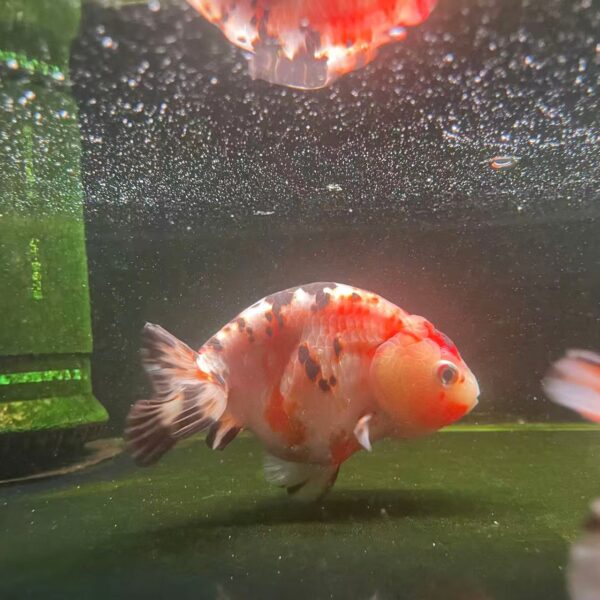 RANCHU (XL)