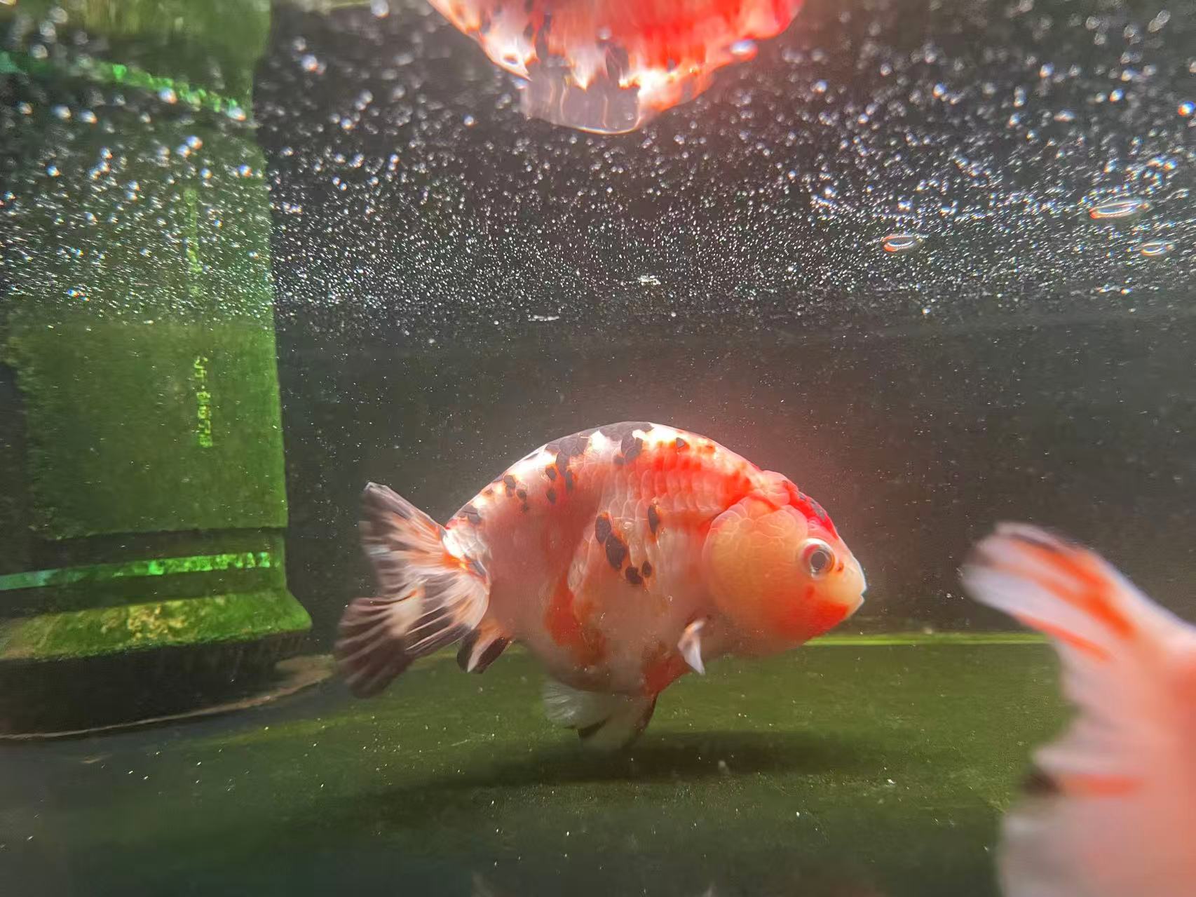 RANCHU XL RANCHU (XL) - Image 1