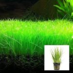 Hair Grass Pots