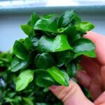 Anubias Nana Petite Bunch