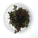 TC - Rotala Rotundifolia - Colorata