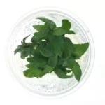TC - Staurogyne Repens