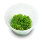 TC - Riccia