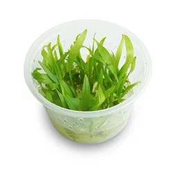 TC - Echinodorus Bolivianus (Rusby) Holm