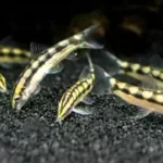 Dwarf Chain Loach