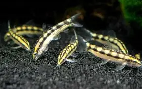Dwarf Chain Loach