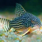 Sterbai Cory (Corydoras sterbai)