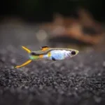 Silverado Endler’s Livebearers