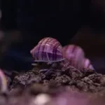Purple Mystery Snail