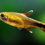 Silver Tip Tetra