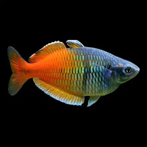 OIP (37) Boesemani Rainbowfish (Melanotaenia boesemani) - Image 1