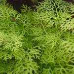 Lace Fern