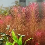Rotala Wallichii